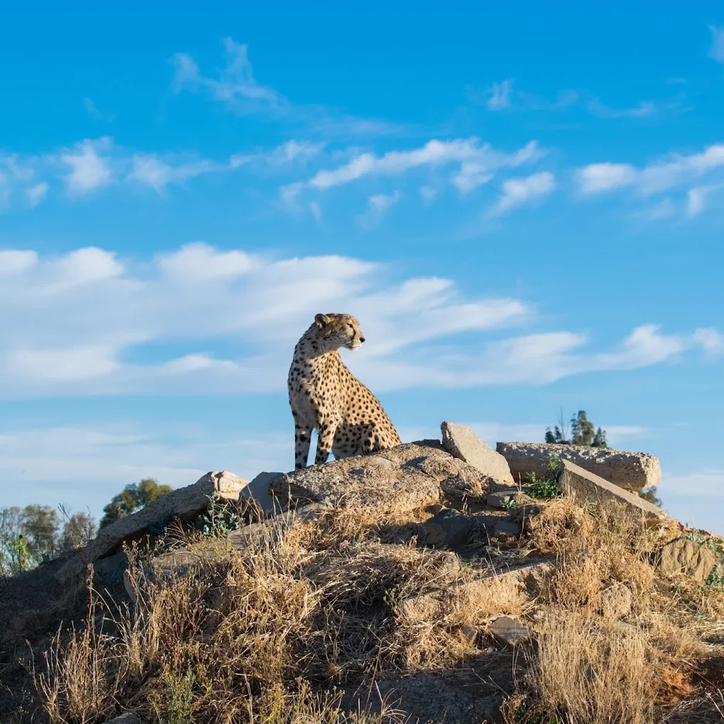Cheetah Experience