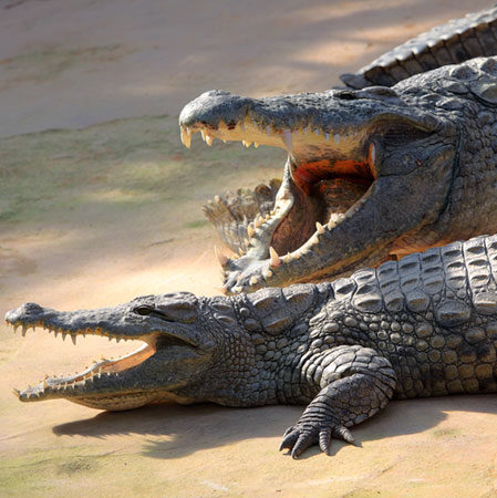 Thaba Kwena Crocodile Farm